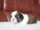 6 chiots Shih Tzu fauve LOF disponibles à la réservation