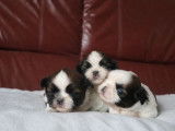 6 chiots Shih Tzu fauve LOF disponibles à la réservation