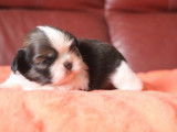 6 chiots Shih Tzu fauve LOF disponibles à la réservation