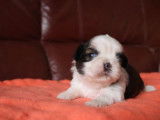6 chiots Shih Tzu fauve LOF disponibles à la réservation