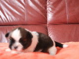 6 chiots Shih Tzu fauve LOF disponibles à la réservation