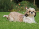 6 chiots Shih Tzu fauve LOF disponibles à la réservation