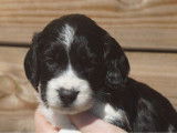 7 chiots Springers Anglais à réserver (LOF)