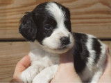 7 chiots Springers Anglais à réserver (LOF)