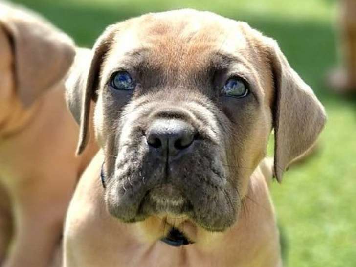 À réserver 4 chiots Cane Corso LOF