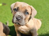 À réserver 4 chiots Cane Corso LOF