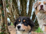 Un chiot femelle Berger Australien LOF tricolore à vendre