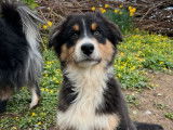 Un chiot femelle Berger Australien LOF tricolore à vendre