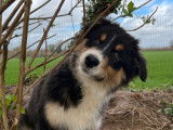 Un chiot femelle Berger Australien LOF tricolore à vendre