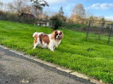 Chien adulte Cavalier King Charles LOF pour une saillie