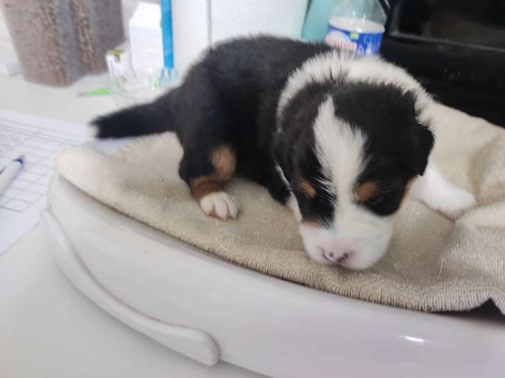 6 chiots Bergers Australiens LOF disponibles à la réservation