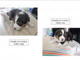 6 chiots Bergers Australiens LOF disponibles à la réservation