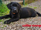 Chiots Labrador Retrievers (LOF) noir