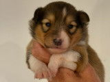 Chiots Berger des Shetland fauves LOF à vendre