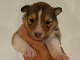 Chiots Berger des Shetland fauves LOF à vendre