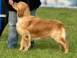 Mâle Golden Retriever pour saillie