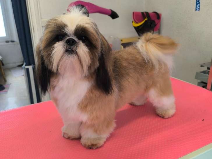 Mâle Shih Tzu disponible pour saillie