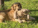 Mâle Golden Retriever pour saillie