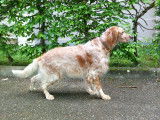 Mâle Setter Anglais disponible pour saillie