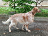 Mâle Setter Anglais disponible pour saillie