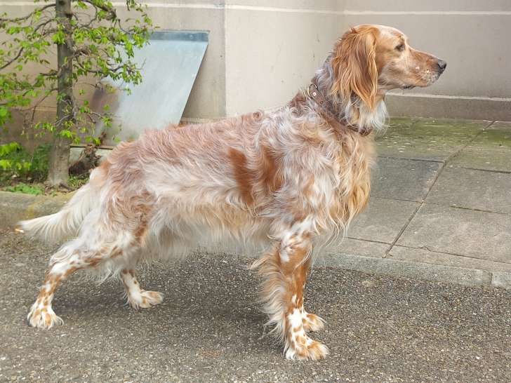 Mâle Setter Anglais disponible pour saillie