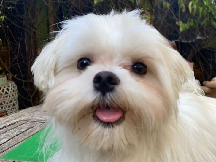 Mâle Bichon Maltais LOF disponible pour saillie