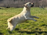 Chien femelle Labrador à vendre (non LOF)