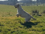 Chien femelle Labrador à vendre (non LOF)