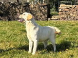 Chien femelle Labrador à vendre (non LOF)