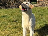 Chien femelle Labrador à vendre (non LOF)