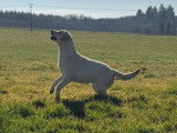 Chien femelle Labrador à vendre (non LOF)