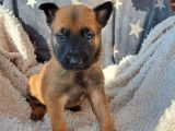 Chiots Bergers Belge Malinois LOF à réserver