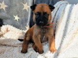 Chiots Bergers Belge Malinois LOF à réserver