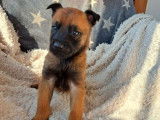 Chiots Bergers Belge Malinois LOF à réserver