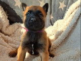 Chiots Bergers Belge Malinois LOF à réserver
