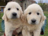 10 chiots Golden Retrievers LOF à réserver