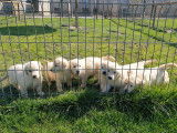 10 chiots Golden Retrievers LOF à réserver