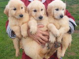 10 chiots Golden Retrievers LOF à réserver