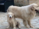 10 chiots Golden Retrievers LOF à réserver