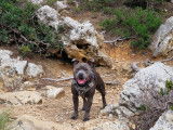 Mâle Staffordshire Bull Terrier disponible pour saillie