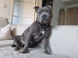 Mâle Staffordshire Bull Terrier disponible pour saillie
