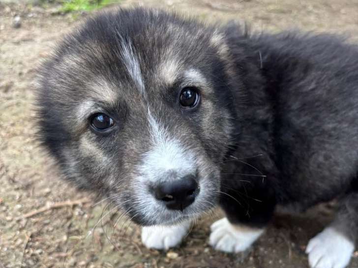 Piro, chiot à adopter