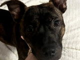 À adopter : chiot femelle de 9 mois