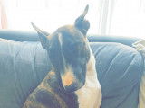 Cherche mâle Bull Terrier pour saillie