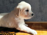 Magnifiques petits Golden Retriever à vendre