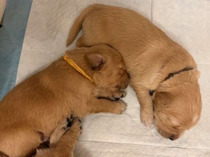Chiots Golden Retriver LOF fauve roux à vendre