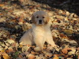 Chiots Golden Retriver LOF fauve roux &agrave; vendre