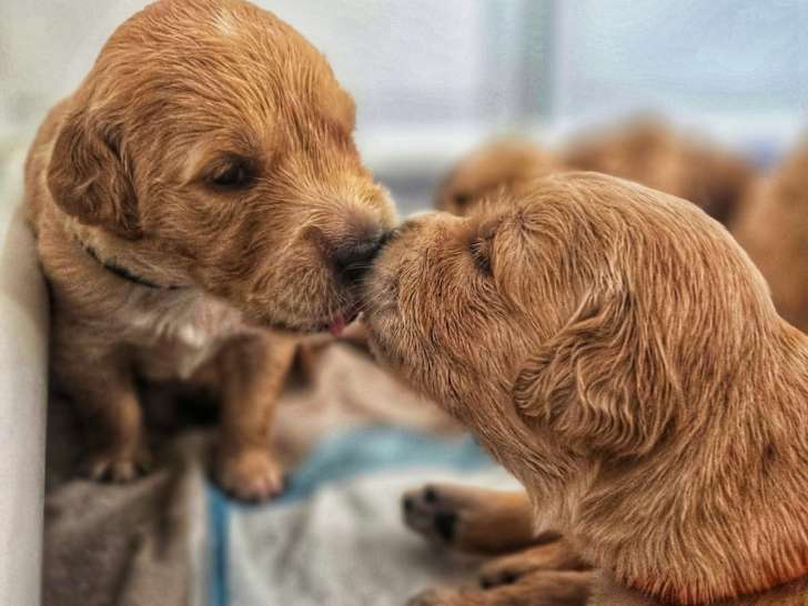 Chiots Golden Retriver LOF fauve roux à vendre