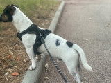 Mâle Jack Russel cherche femelle pour saillie