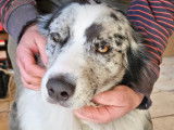 Vigoureux Berger Australie LOF disponible pour saillie